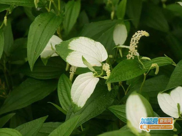 本草九号土元加盟费