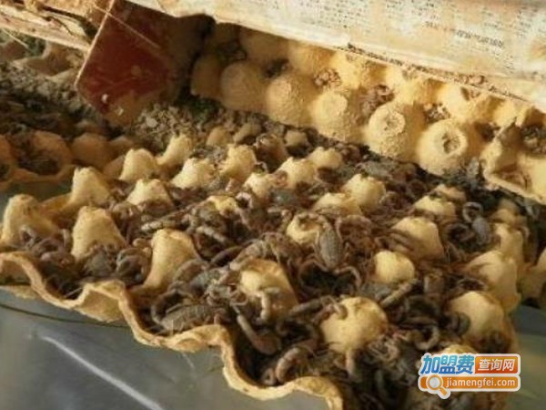 嘉和6号蝎子加盟费