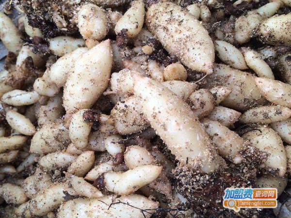 金航乌红杂交天麻加盟费