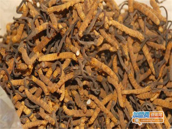 汇丰时代冬虫草加盟费