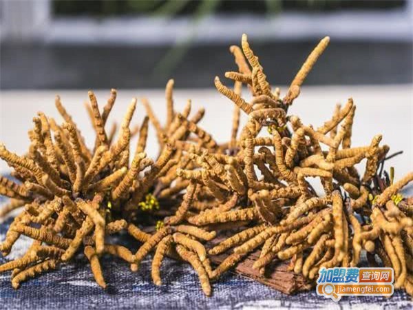 汇丰时代冬虫草加盟费