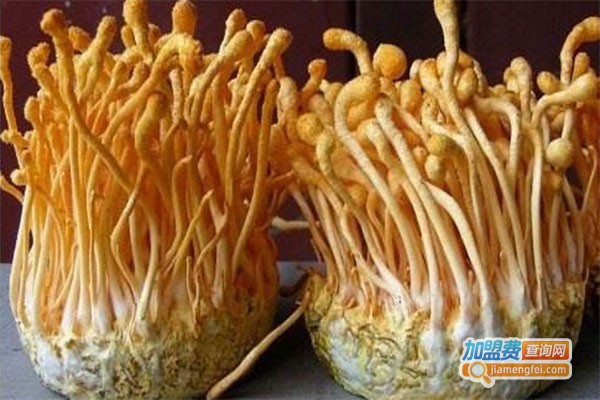益生源北虫草加盟费
