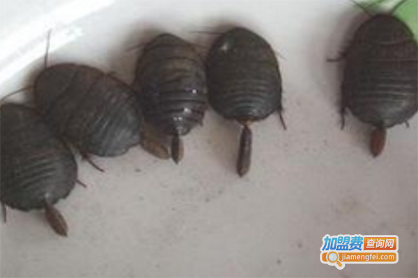 阳光雨露土元加盟费