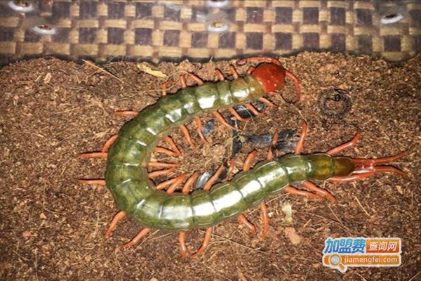 农大邦创养殖加盟费