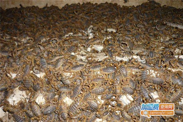 阳光8号蝎子加盟费