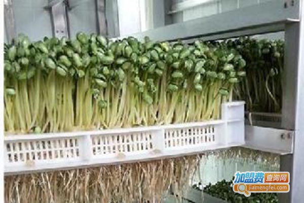 青州科发豆芽机加盟费