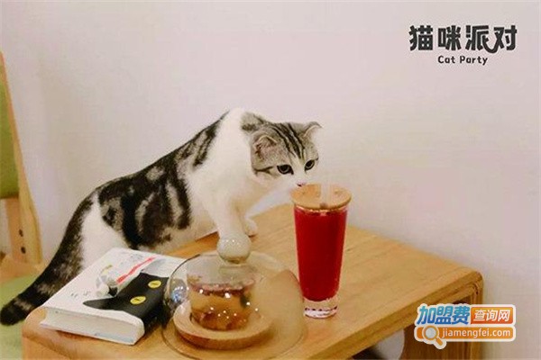 猫咪派对加盟费