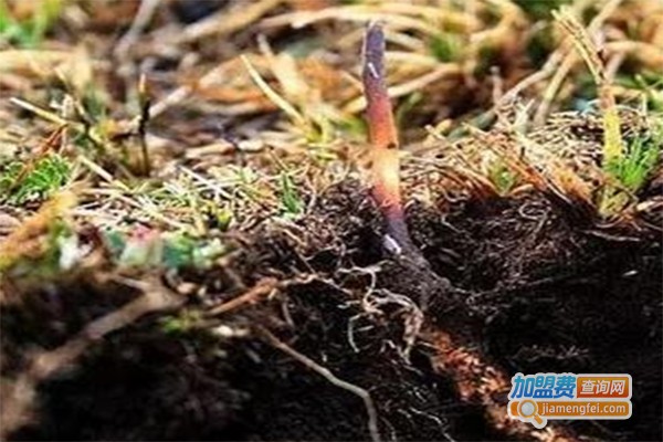 金虫9号冬虫夏草加盟费