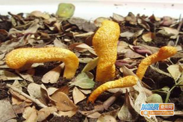 金华虫草加盟费