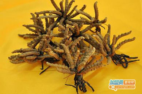 金华虫草加盟费