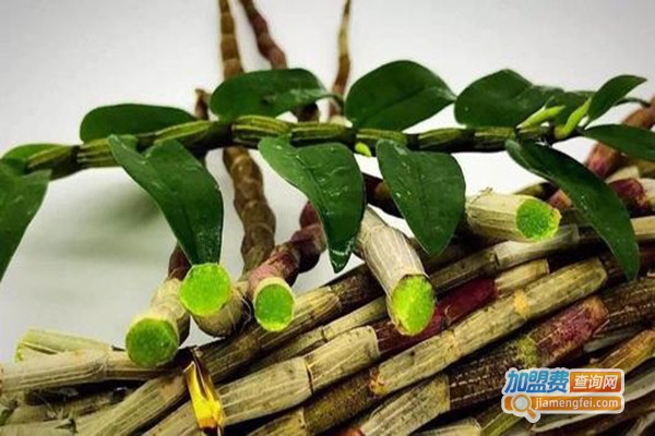 华夏本草铁皮石斛加盟费