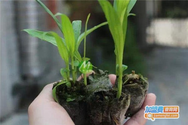 滇云圣堂白芨种植加盟费