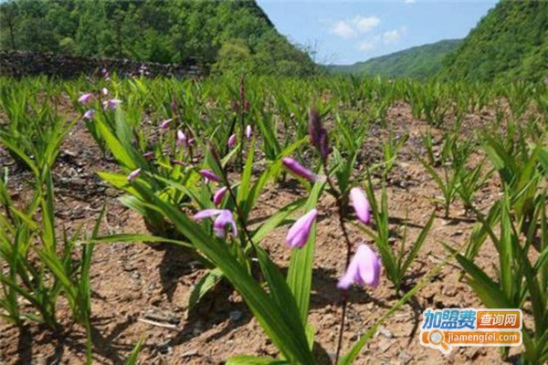 滇云圣堂白芨种植加盟费