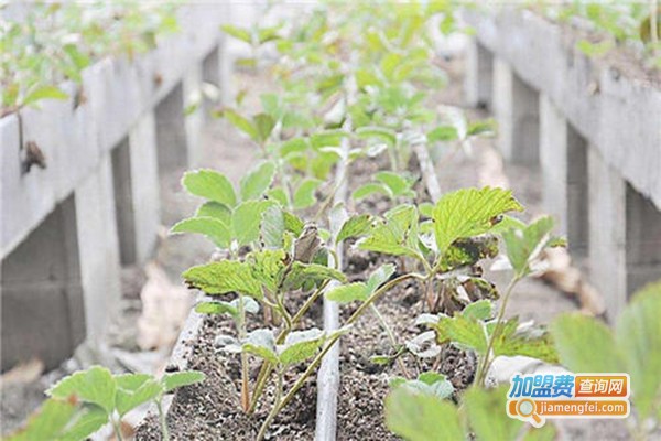 金盛芝堂种植加盟费