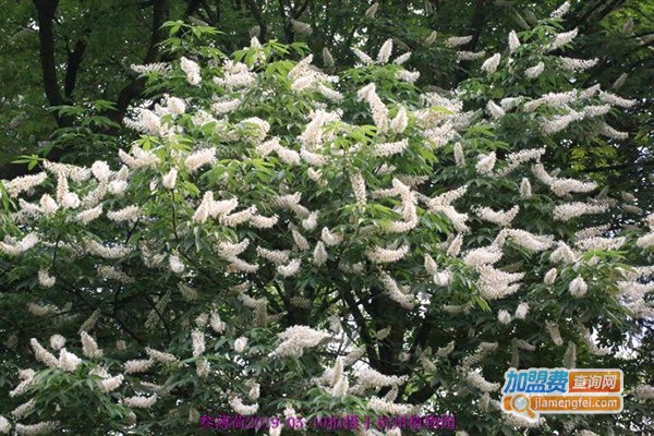 华夏本草石斛种植加盟费