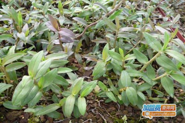 华夏本草石斛种植加盟费