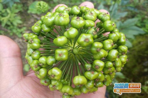 东方1号白芨重楼加盟费