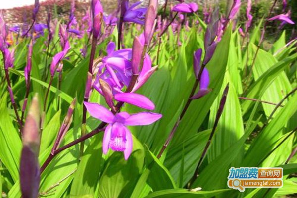 东方1号白芨重楼加盟费