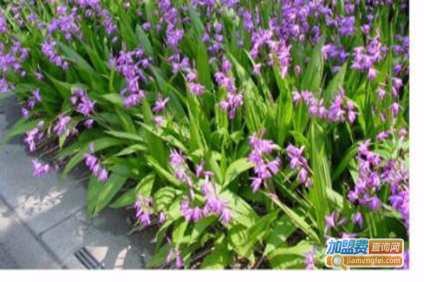 东方1号白芨重楼加盟费