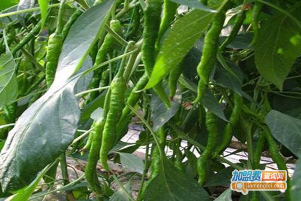 中农共信蔬菜种植加盟费