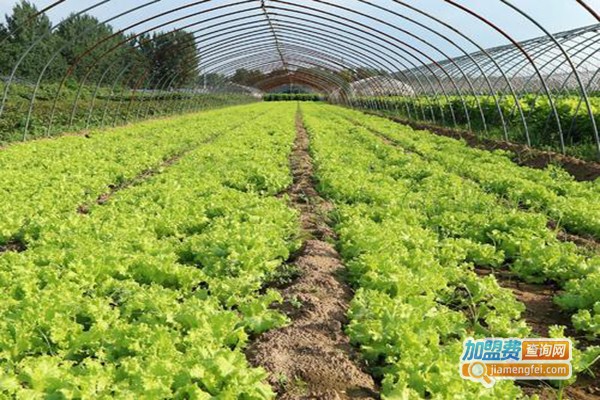 中农共信蔬菜种植加盟费