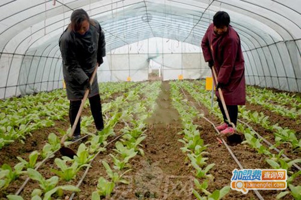 中农共信蔬菜种植加盟费