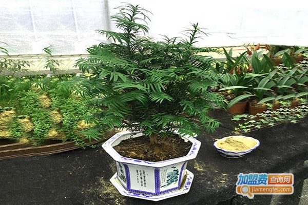 红豆杉盆景苗木加盟费