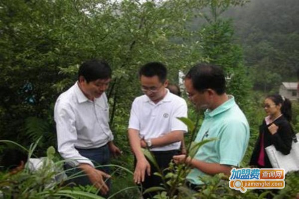 大唐富硒天麻种植加盟费