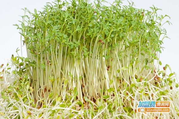 中农绿谷芽苗菜加盟费