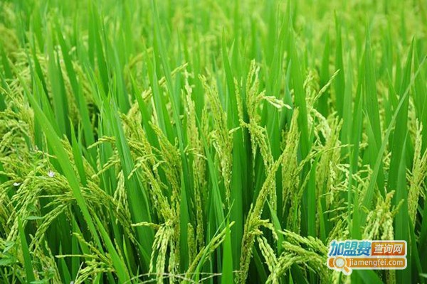 五常市新普里种植加盟费