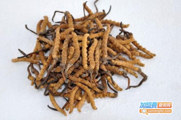 华中校创北虫草加盟费