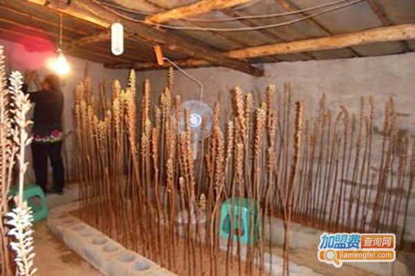 农普瑞天麻种植加盟费