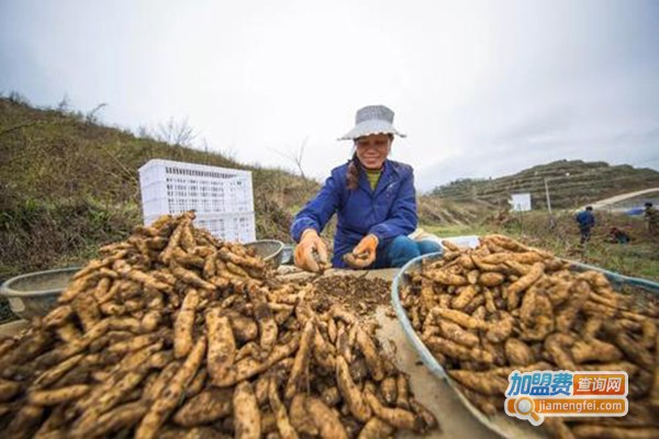 农普瑞天麻种植加盟费