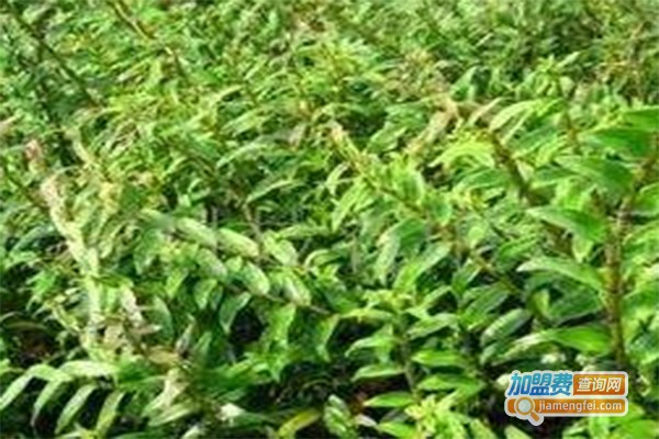 中华仙草润康铁皮石斛加盟费