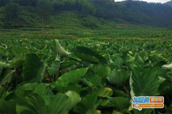 济民丰禾台湾贡芋种植加盟费