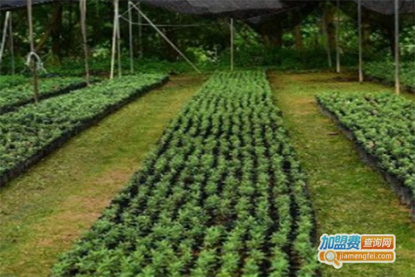 华中生态种植加盟费