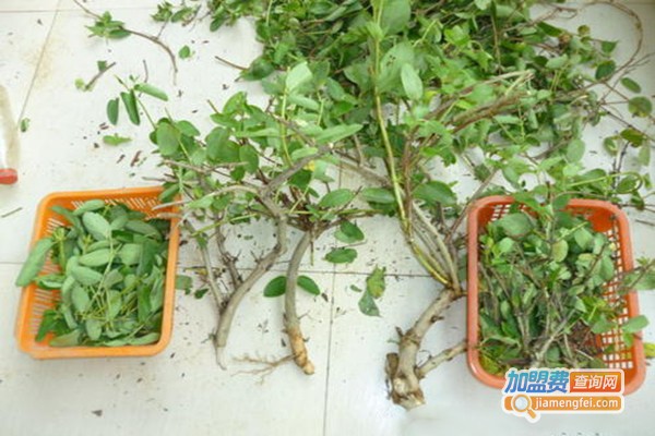 神农一号金银花加盟费
