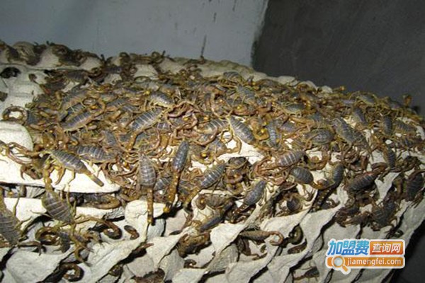 金大地药山王蝎养殖加盟费