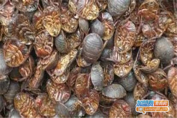 华农八号金土元加盟费