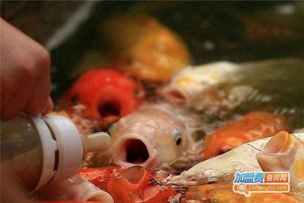 鱼你同乐吃奶鱼加盟费