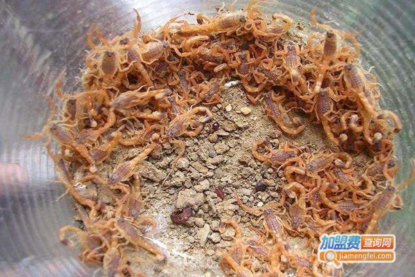 兆丰9号蝎子加盟费