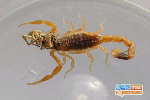 中龙8号蝎子加盟费