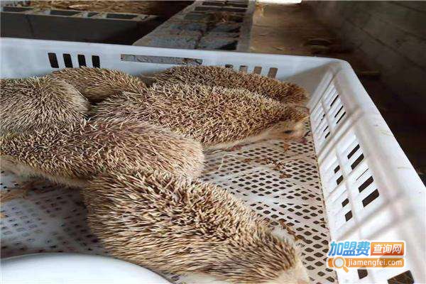 惠农源富山刺猬养殖加盟费