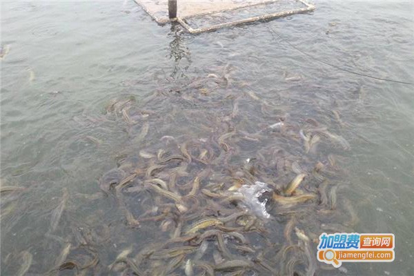惠诚9号泥鳅养殖加盟费