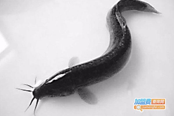 裕农9号泥鳅养殖加盟费
