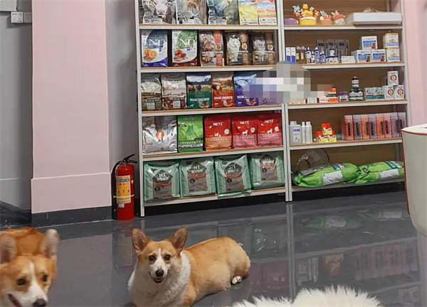 上海宠物店加盟费用