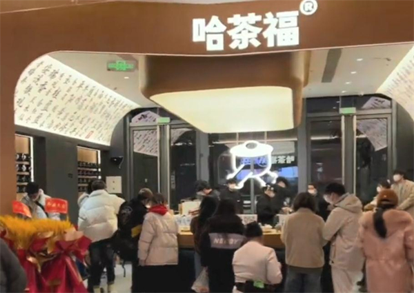 哈茶福加盟费