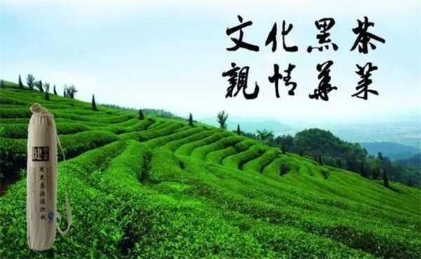华莱黑茶加盟费
