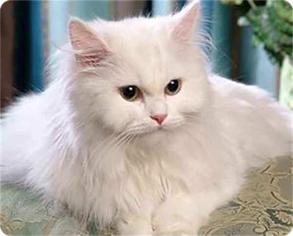 梵猫加盟加盟费用