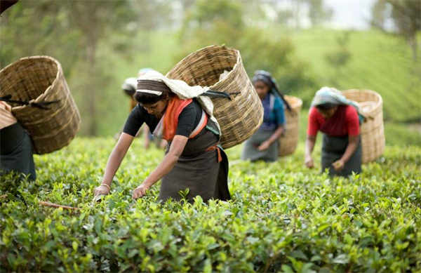 茶太良品加盟加盟费用
